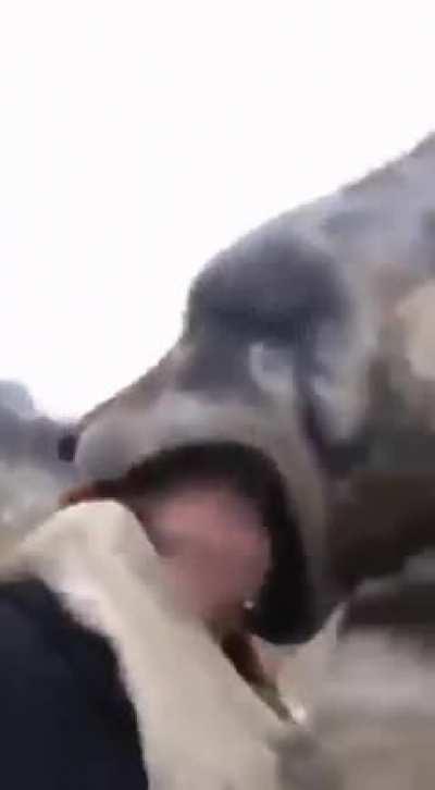 Dire 'I'm Just Gonna Eatcho Face Realquick' Wolf