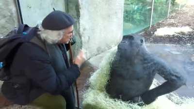 🔥 Gorilla copies a man's body language