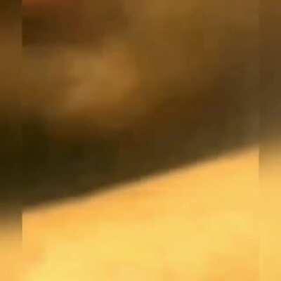 A goat listening to another goat