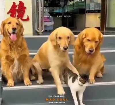 Siempre hay un primo que se hace rogar para salir en la foto 😹🐶