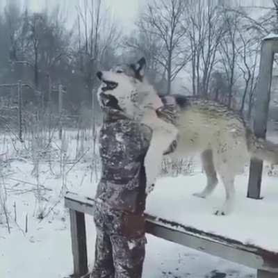 Happy wolf
