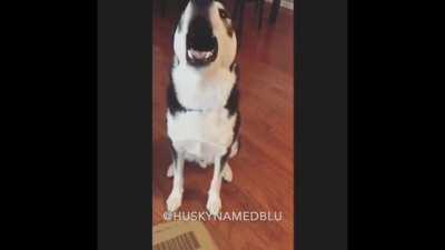 Guilty husky can't face the truth, throws temper tantrum