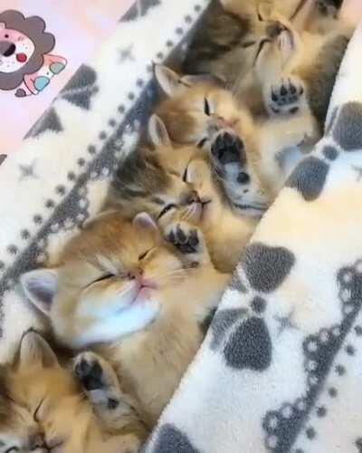 Paws up! You sleepy kitties