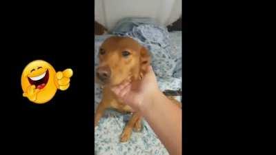 Dawgs just Bing chilling 👌👌👌👌🤚