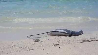 🔥 shark going after a very pissed off 🔥 stingray.