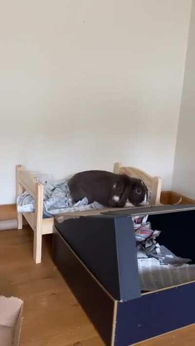 I think Bluebell likes the famous Ikea bed!