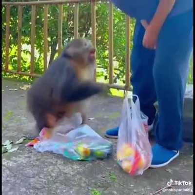 xingxing monkey  being a fatass