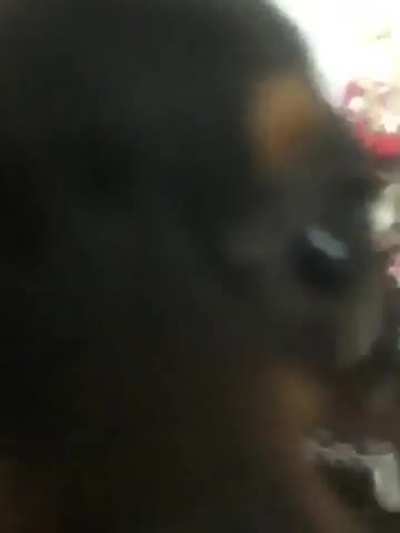 My doggie felt my happiness too 🥹🥹