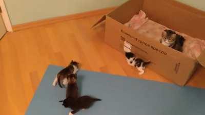 Illegals have crossed the cardboard border