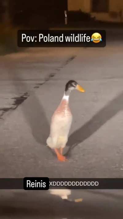 Польский пингвин