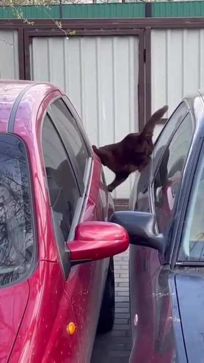 Kitty training to be a spy.