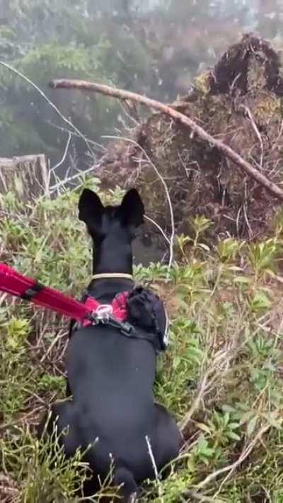 Our dog vs the mythical bouquetin! 🤣