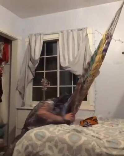 HMF as I set up an indoor hammock