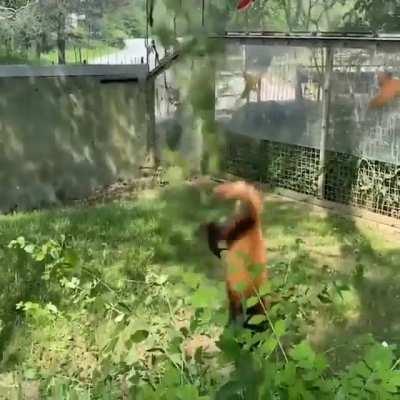Made a little video from some of my favorite clips of red pandas. Enjoy!