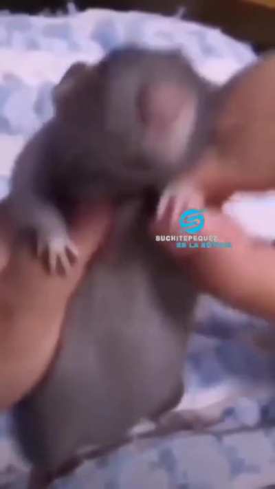 Jugador de frifai captado en cámara bailando una vaina loca *buscar*