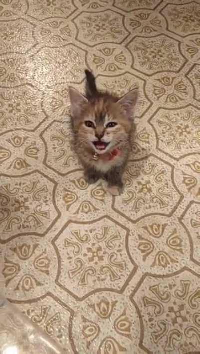 The criminal is protesting her detainment