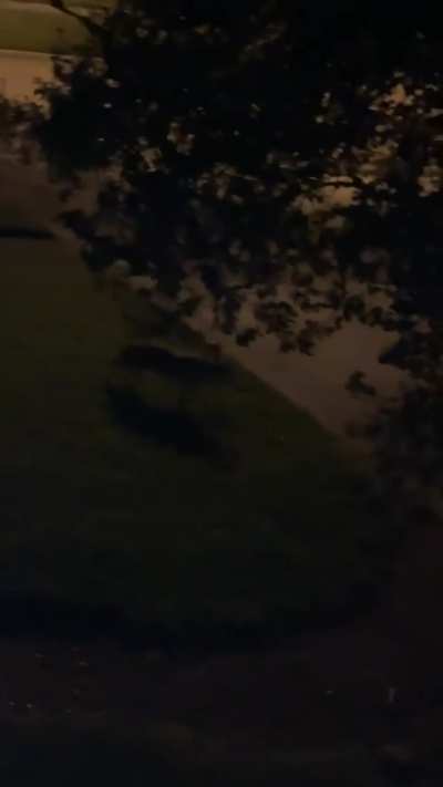 Afton Oaks Coyotes, watch your pets