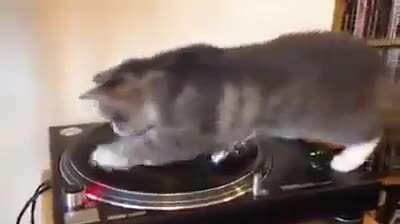 Khajiit will DJ for coin