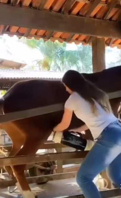 Win a few races, become a stud!