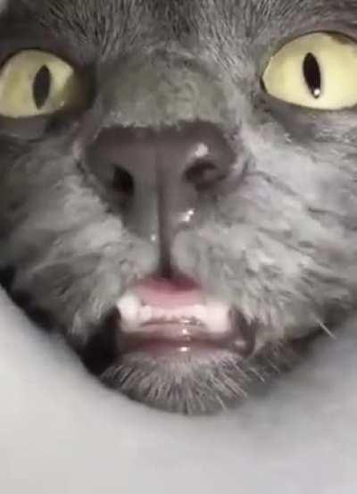 You have been S N I F F E D