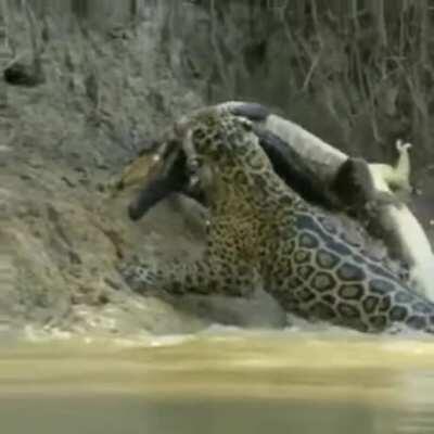 Nossa fauna é sinistra 😲 🐊🐆