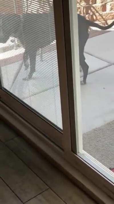 dog teaching puppy how to use a door