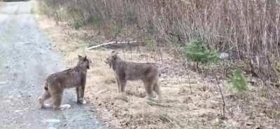 Intense vocal territorial dispute between two lynx
