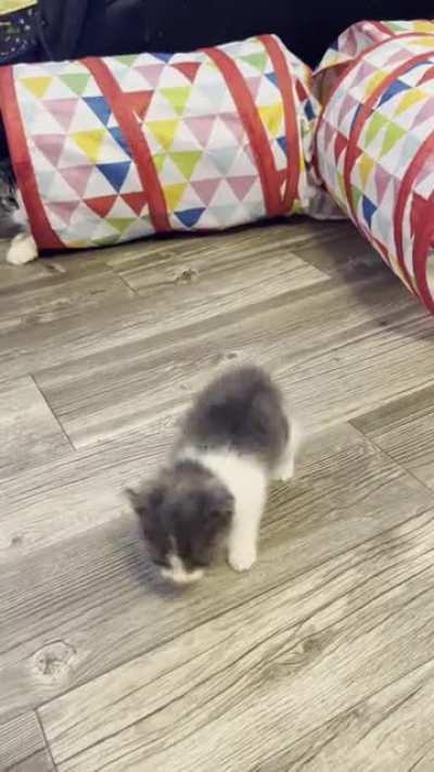 Foster baby I just picked up last night. First to get him gaining some weight (5weeks old only 12 oz) then to figure out which nervy squervy type his is