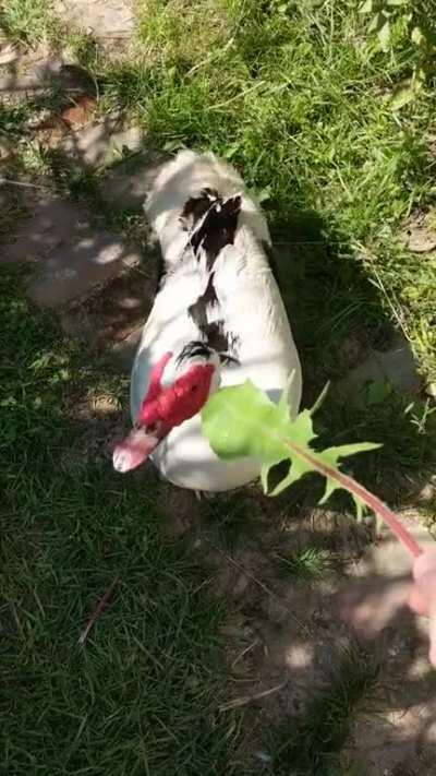 Visited my first sanctuary today, I didn't realize ducks could wag their tails!