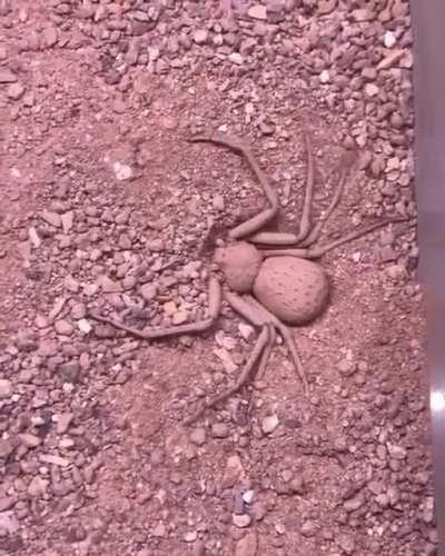 Ground spooder