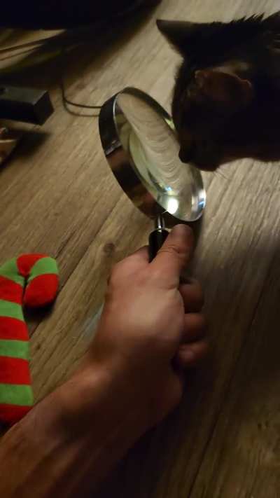 My cat started doing this weird head bobbing when she looked through a magnifying glass