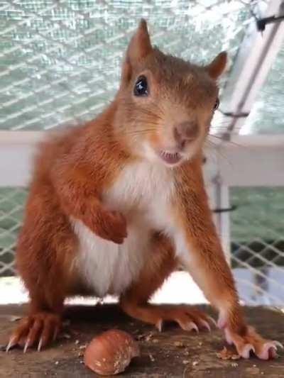 Вы слышали, как рычит белочка - когда приходит за тобой!