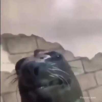 Genre: Videogames Can someone tell me what is the song in the video? Shazam can't find it