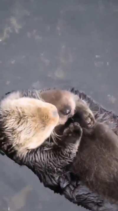 A mother otter holding her baby while flating on the water 