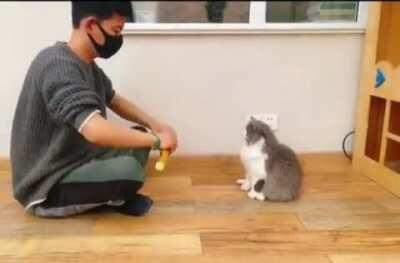 cAt GeTs slASHeD To ShrEDS By madMAN WiTh VEry ShARP SwOrD