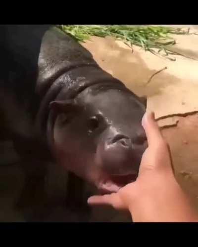 angry water puppy🥺