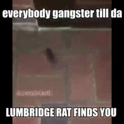 Damn not the lumby rat!!!!