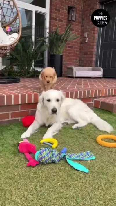 Pup was a fox in previous life