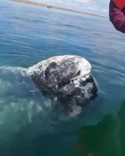 🔥 Whale let boat Captain to remove lice from his head