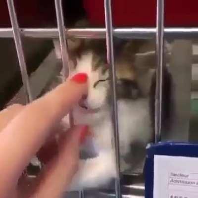 It wants to be adopted
