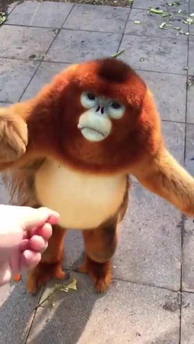 I will not refuse yummy.