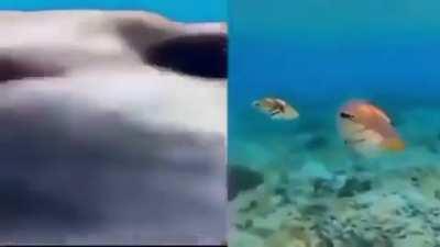 Why Does this Remind me so Heavily of Pikmin 1 and 2 Music?