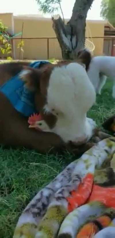 This cow and chicken are best frens