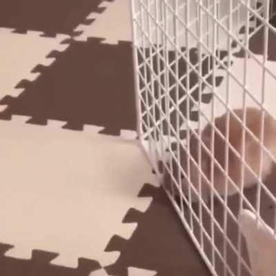 To keep a rabbit in a cage.