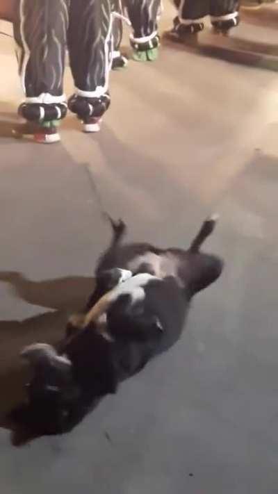 DisTraCTed dANcErs IgnorE DyInG dOGGo’s FinaL mOMentS!