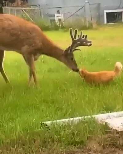 🔥 A curious buck checking out a cat 🔥