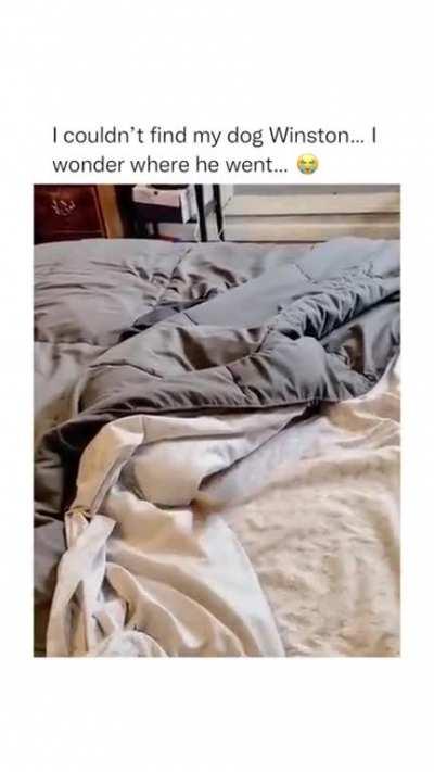 That wagging tail...