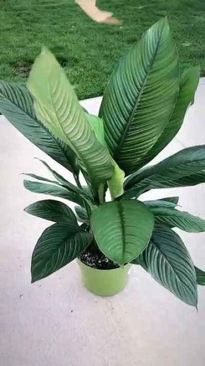 Here’s my spathiphyllum sensation...again. I’m obsessed. Coworkers and fam are sick of hearing about it lol