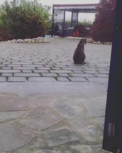 a kitten annoying her big sister