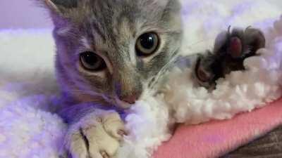 My foster kitten just purred herself to sleep while making biscuits